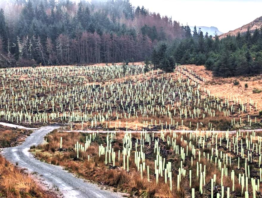 Get Involved Tree Planting