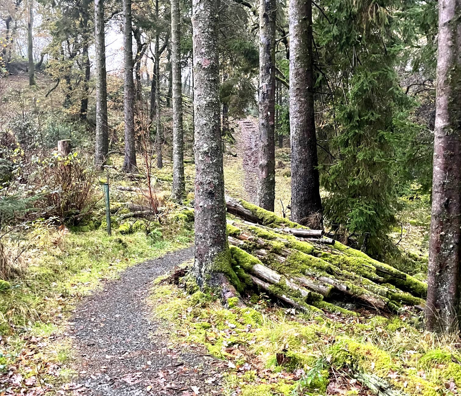 Forest Walk 1