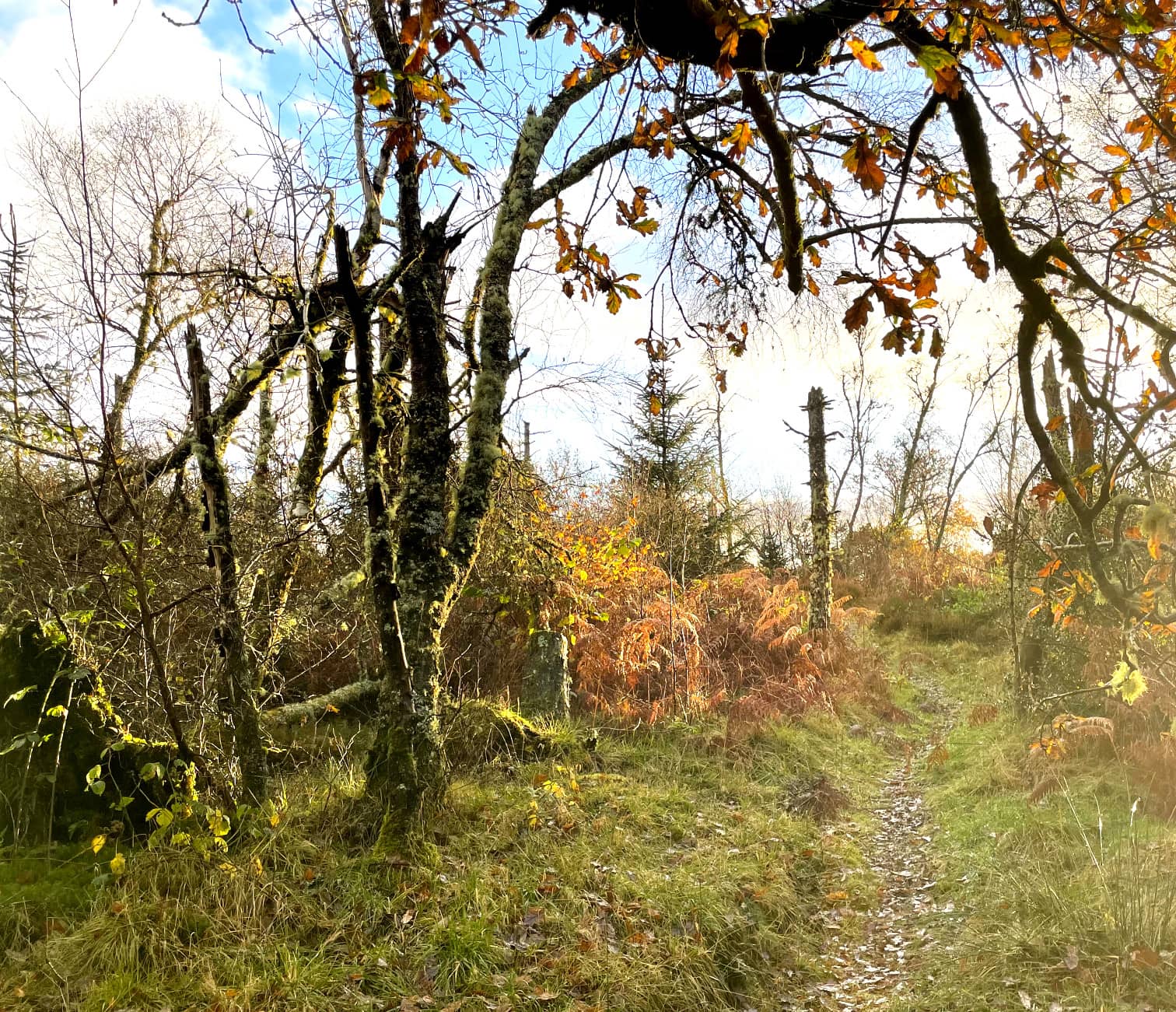 Forest Walk 2